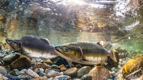 El salmón rojo salvaje de la bahía de Bristol compite por la comida en el océano con el salmón rosado de criadero (foto) y el salmón chum. / Jason Ching/University of Washington