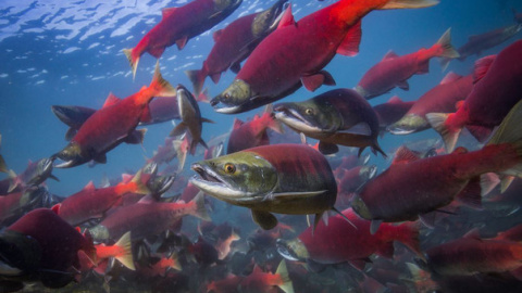 Grupo de salmones rojos del Pacífico antes de volver a desovar en la bahía de Bristol en Alaska. / Jason Ching/University of Washington