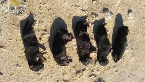 Cadáveres de los cinco cachorros asesinados por el hombre detenido en Cádiz./ Guardia Civil