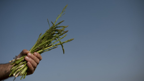 La mano de un agricultor sujeta un manojo de espárragos. AFP/Jorge Guerrero