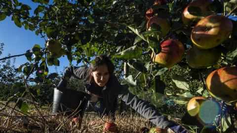 Una agricultora recoge frutas en Estrada, Galicia. AFP/Miguel Riopa