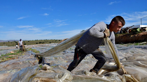 Varios trabajadores retiran los restos de los invernaderos