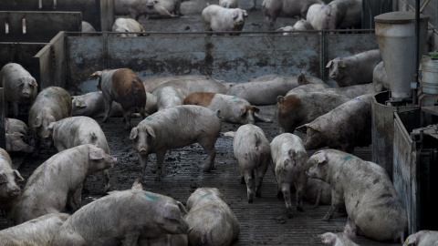 Granja industrial de Cerdos.AFP/Josep Lago