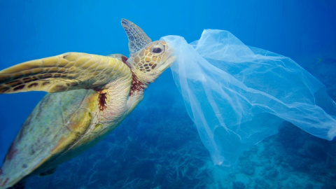 Una tortuga boba se acerca a una bolsa de plástico./WWF