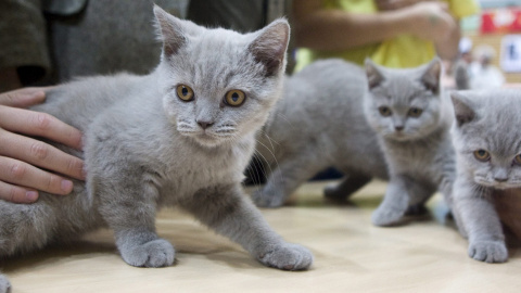 Una camada de gatos. - EFE