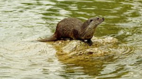 La nutria vuelve al Manzanares