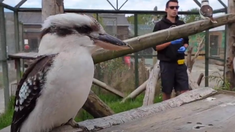 Aves del zoo Borth Wild Animal Kingdom./ Youtube.