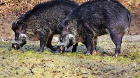 El coronavirus no frena la caza en Galicia