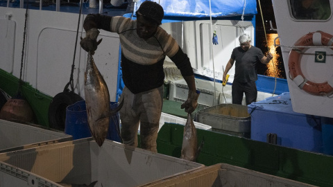 Descarga de pescado al amanecer para llegar a la subasta de la mañana. GEMA RODRIGO