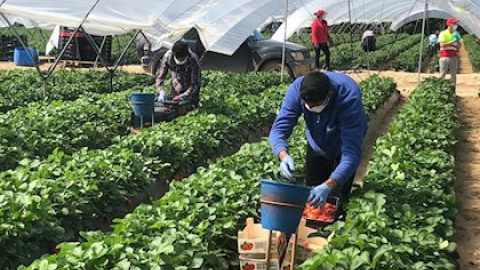 Imagen de trabajo en un invernadero. (EUROPA PRESS)