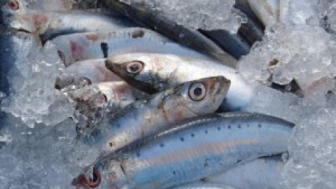 Más de la mitad de las sardinas y anchoas del Mediterráneo occidental tienen microplásticos en los intestinos