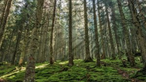 Los satélites detectan un brusco aumento de la explotación forestal en Europa