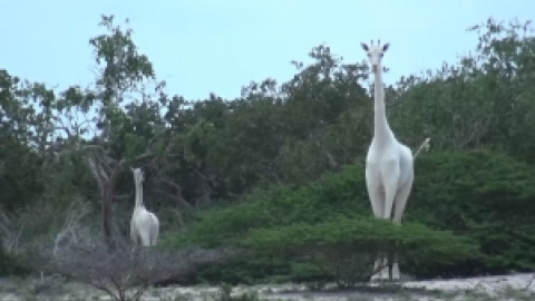 Cazadores furtivos matan a la única jirafa blanca de Kenia y a su cría