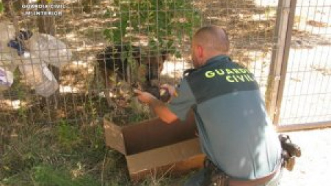 Rescatan en Teruel a seis cachorros de pastor alemán que fueron enterrados vivos