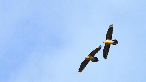 Liberado un nuevo ejemplar en Benia de Onís. FUNDACIÓN PARA LA CONSERVACIóN DEL QUEBRANTAHUESOS