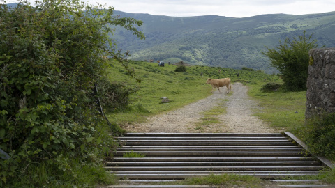 Paso canadiense de acceso a los pastos libres. GEMA RODRIGO