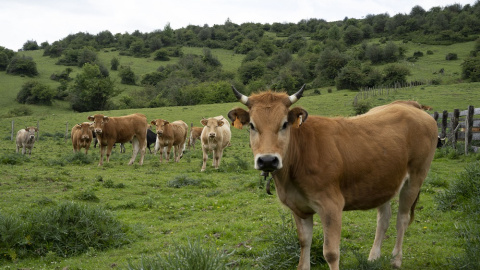 Rebaño de vacas en los pastos comunales. GEMA RODRIGO