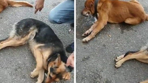 Animales envenenados tras la difusión de falsas infomaciones en una cadena libanesa de televisión. Fuente Animals Lebanon