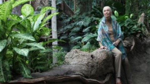 Jane Goodall:"Estamos viviendo la sexta extinción masiva de especies, causada por nosotros"