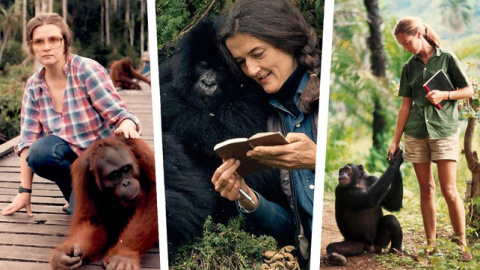 Biruté Galdikas, Jane Goodall y Dian Fossey. / SINC