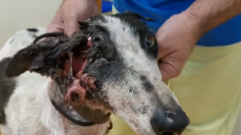 Una asociación animalista encuentra una galga "comida a bocados" y denuncia el maltrato que reciben estos perros