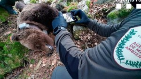 ¿Quién mató al oso Cachou?