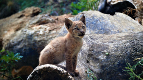 El felino pertenece a la especie Lince Boreal | Europa Press