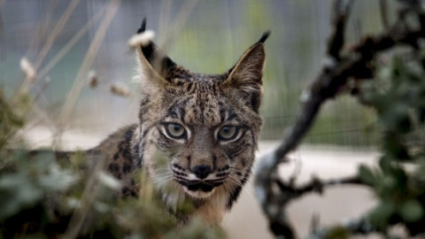 Fotografía de archivo de un lince ibérico. EFE/Archivo