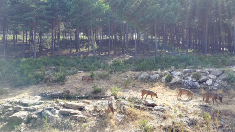 Lobos de Sanabria