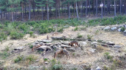 Lobos de Sanabria