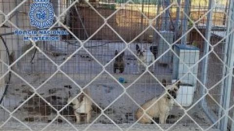 Desmantelado en Extremadura un criadero ilegal de perros y rescatados 17 cachorros tras una denuncia en Córdoba