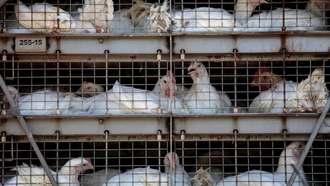 Una Detalle del camión con gallinas a la entrada principal de la empresa cárnica Grupo Uvesa de Rafelbuñol (València), donde se han diagnosticado casos de coronavirus. EFE/Bielmostrando pruebas de muestras de coronavirus. - FAUSTFOTO/REMITIDA ITENE/ E