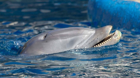 Delfín en cautividad maltratado en el Zoo Aquarium de Madrid. Sea Shepherd