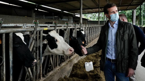 El líder del PP, Pablo Casado. de visita en una explotación láctea en el municipio de Cospeito (Lugo). Fuente: PP