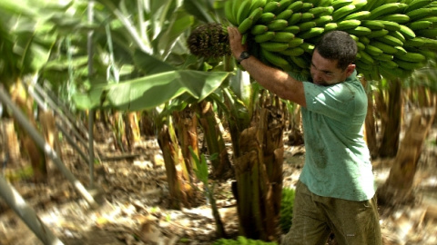 En la imagen, un agricultor traslada un manojo de plátanos.