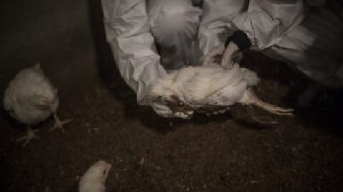 Las crudas imágenes del sufrimiento animal en las granjas de pollos