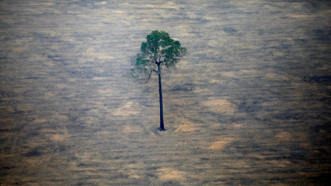 Un único árbol resiste en pie después de un proceso de deforestación. Reuters/Bruno Kelly