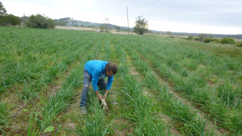 Un pagès de l'Alt Camp, arrencant calçots en l'inici de la temporada de calçotades. Cambra de Comerç de Valls / ACN