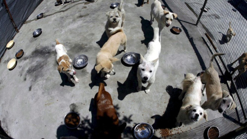 Perros y gatos sin dueño en un centro. EFE