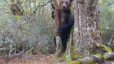 Imagen del oso pardo macho grabado en el Macizo Central Ourensán. / Zeitun Films