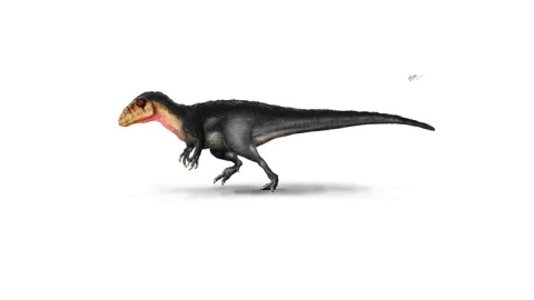 Reconstrucción del aspecto en vida de Lusovenator santosi ( UNED / Autor: Carlos de Miguel Chaves para el GBE)