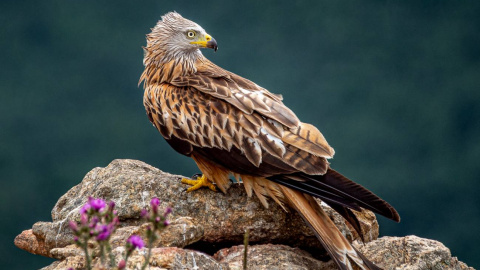 El incremento del envenenamiento de milanos reales en cada localidad disminuye la población reproductora de la especie y aumenta su riesgo de extinción local. / Ignacio Ferre