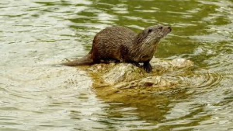 La nutria vuelve al Manzanares