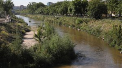 Cientos de aves y peces vuelven al centro de Madrid para vivir en el nuevo Manzanares