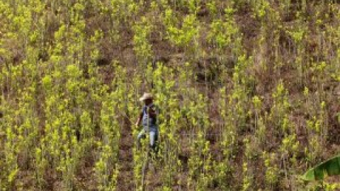 Narcotráfico en Colombia, entre la riqueza del negocio y la precariedad del campesino