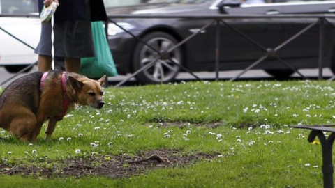 Detectives para vigilar la recogida de excrementos de mascotas. EFE