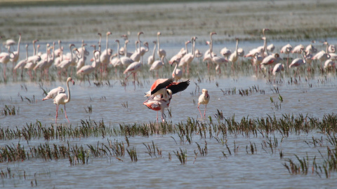 Flamencos. /PIXABAY