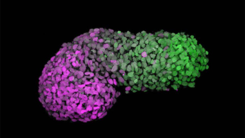 Gastruloide humano 72h después de la agregación. El verde marca la parte posterior, similar al extremo de la cola de un embrión (CDX2); y el magenta marca la parte anterior, similar a las células del corazón en desarrollo (GATA6). / SINC- Naomi Moris