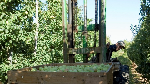 Collita de la fruita a Lleida. IMATGE: Unió de Pagesos