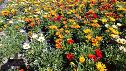 La planta que es trobava en cultiu i preparada per a la seva venda i no podrà sortir al mercat / ASSOCIACIÓ DE VIVERISTES DE TARRAGONA